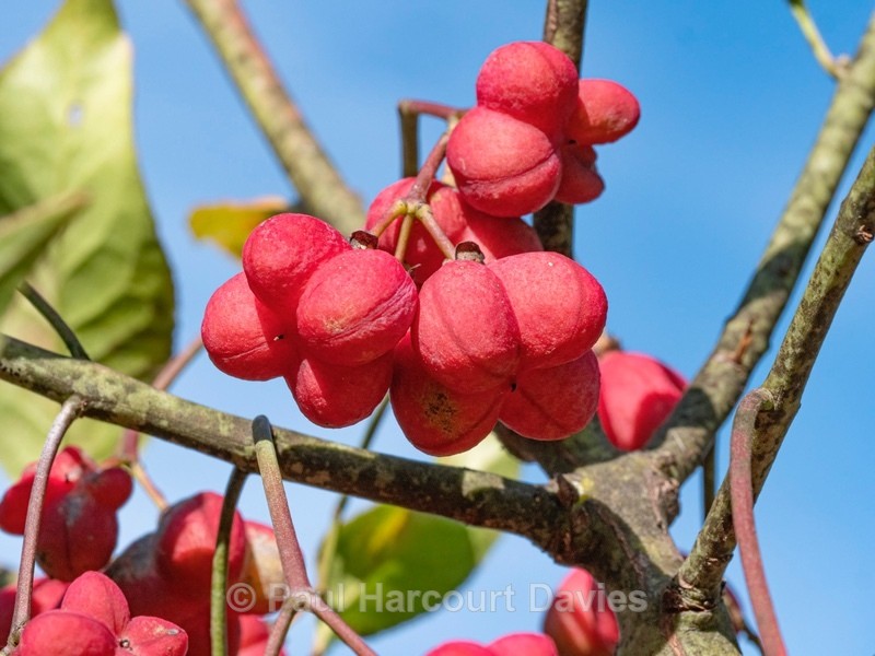 Spindle tree (Euonymus europaeus) - Autumn Colours 2020