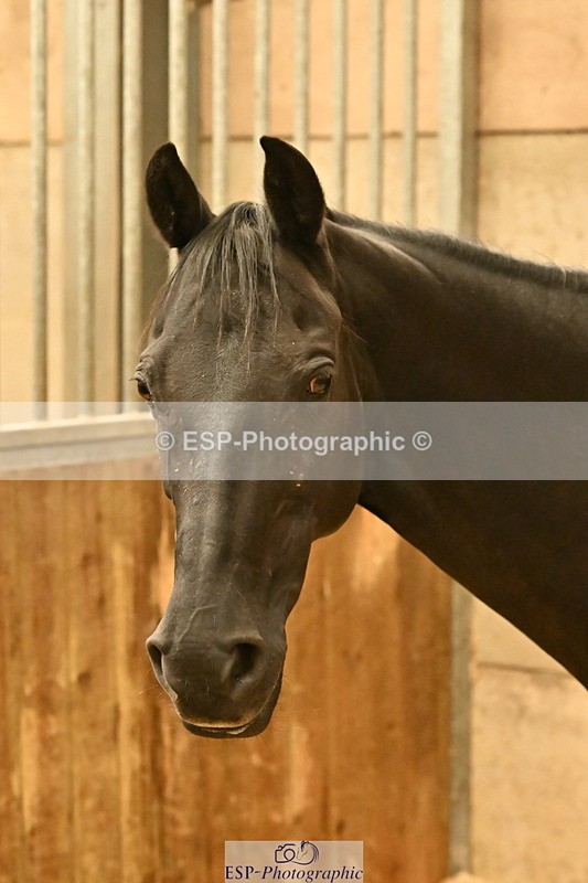 250821B-141053-00490 - Stable Shots and Group Photo