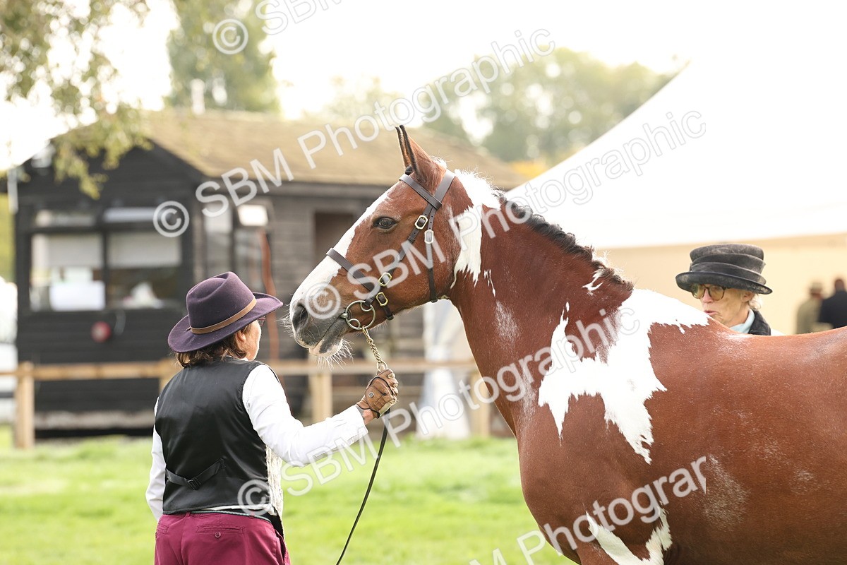 SBM_56797 - S54 - Piebald & Skewbald Horse In Hand