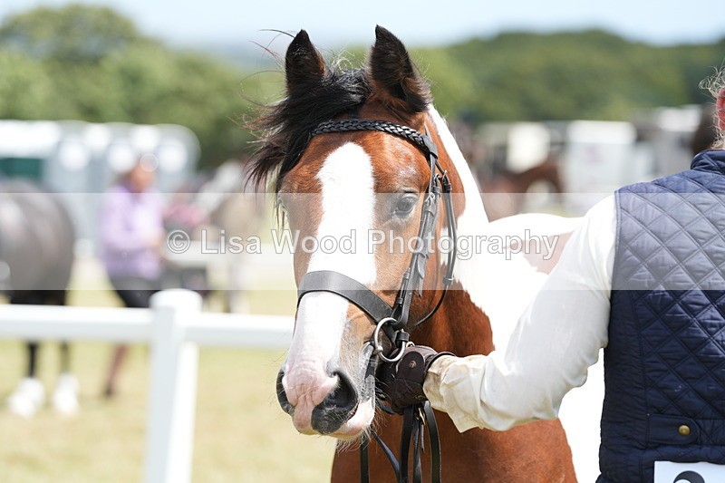 DSC06722 - Class 58: Coloured Pony Youngstock