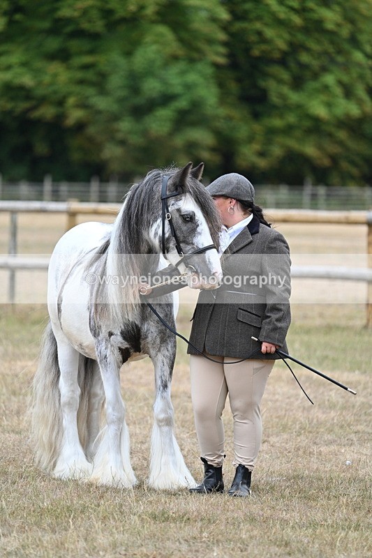 WJ7_9682 - Class 5 Most Handsome Gelding (up to 14.2hh)