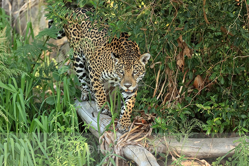 Jaguar walks on fallen tree, Rio Sao Lourenco, Brazil - Jaguar