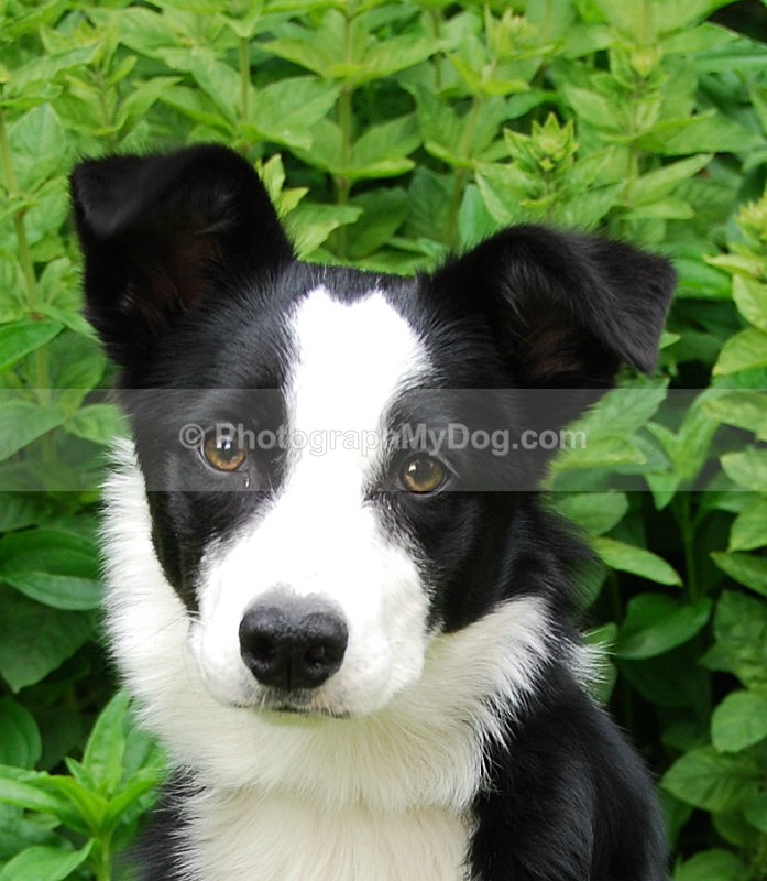  - Working Sheep Dogs