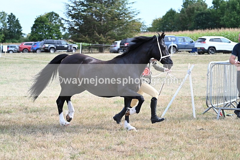 WJ7_8219 - In-hand Championship