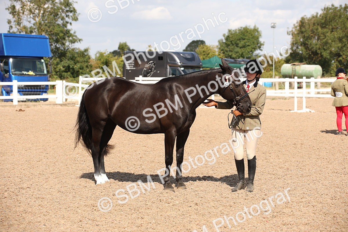 SBM_03042 - Class 17 Prettiest Mare IH or Ridden