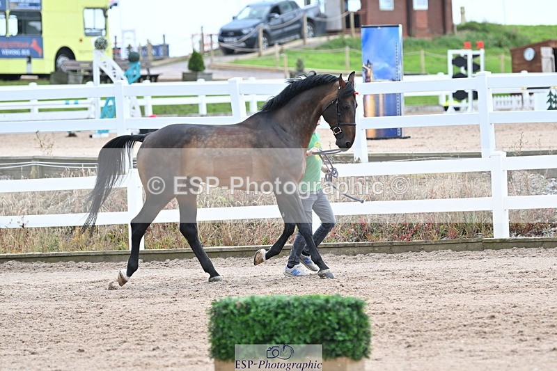 240717A-143110-02099 - Trot Up 2pm to 3pm - This folder is not in time order