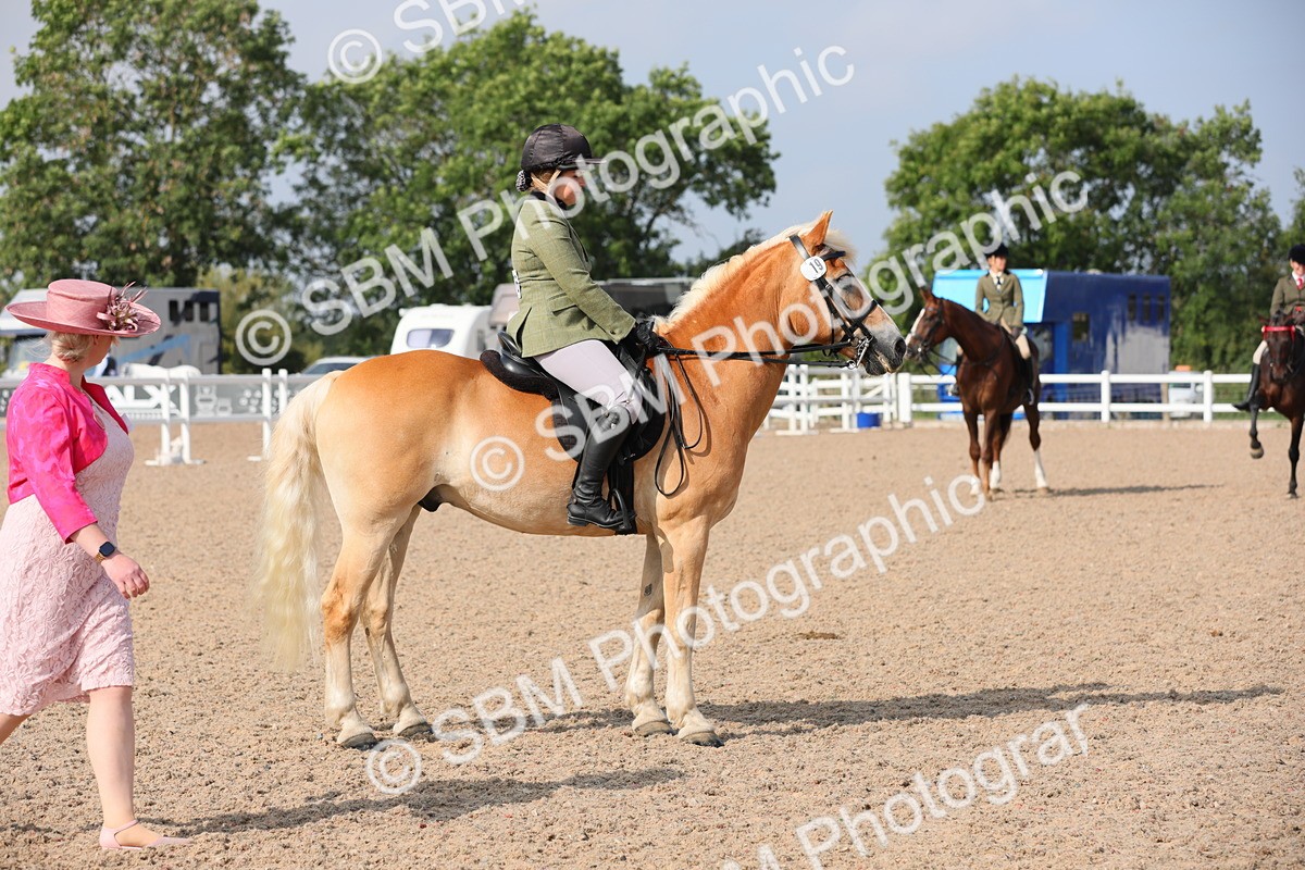 SBM_11421 - Class 305 Ridden Foreign Breeds- Pure Bred
