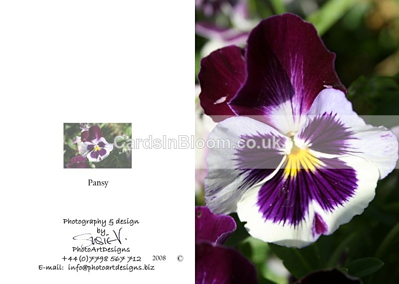 Spring 1.  Pansy - Spring