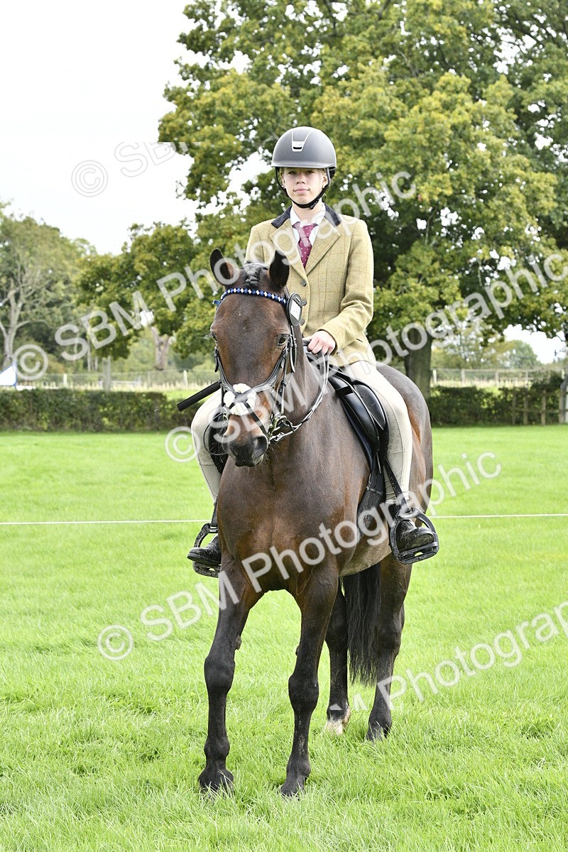 SBM_41631 - S32 - Mountain & Moorland Working Hunter Pony