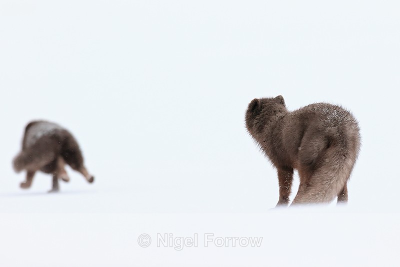 Arctic Fox sees off another, Hornstrandir, Iceland - Arctic Fox
