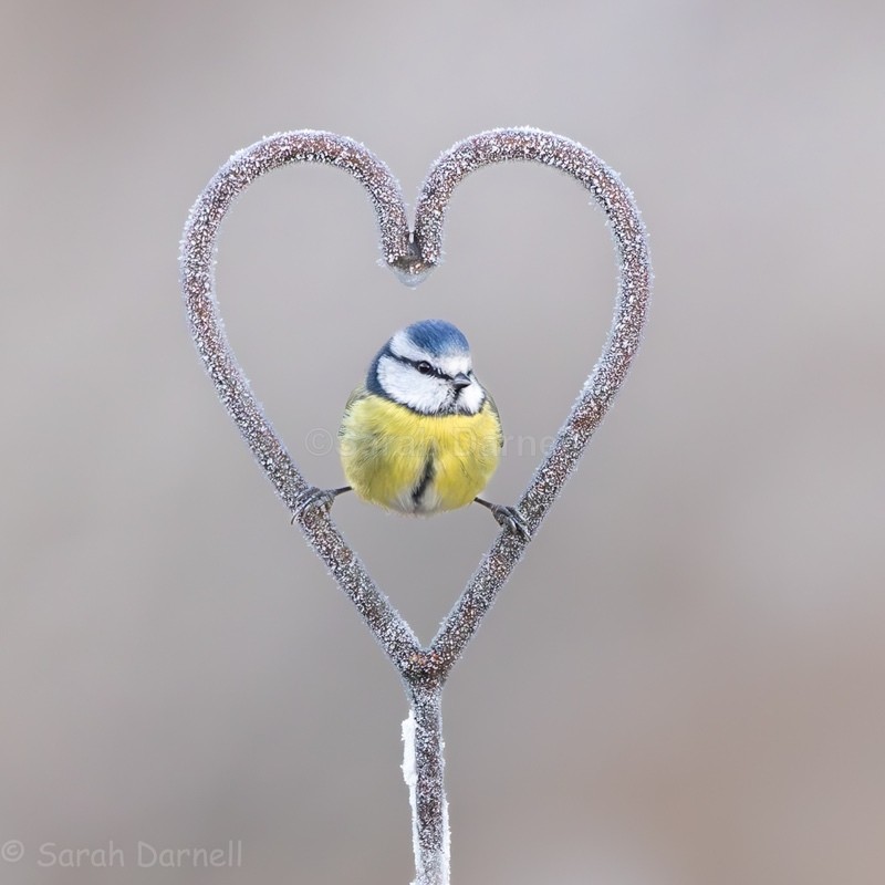 New I will melt your heart SD2581 - Greeting Cards