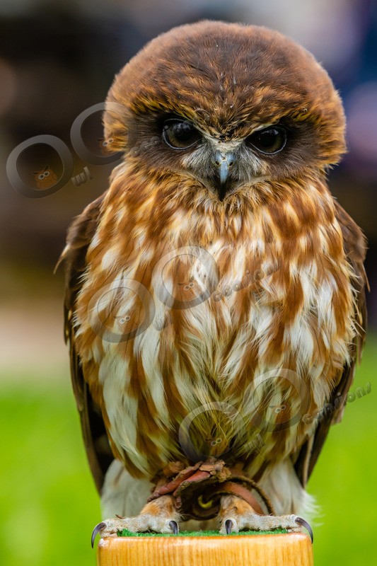 boobook owl Ninox boobook-6889 - Owls of the World