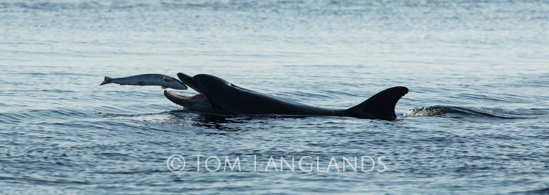 Bottlenose Dolphin - Dolphins