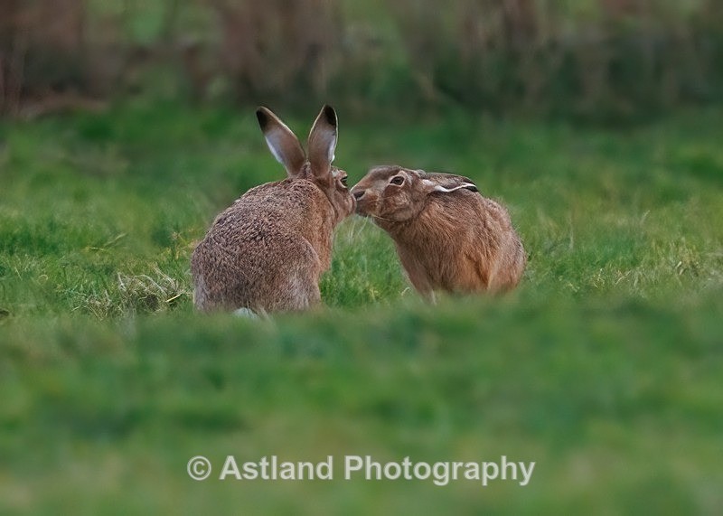 Brown Hare - Latest Images