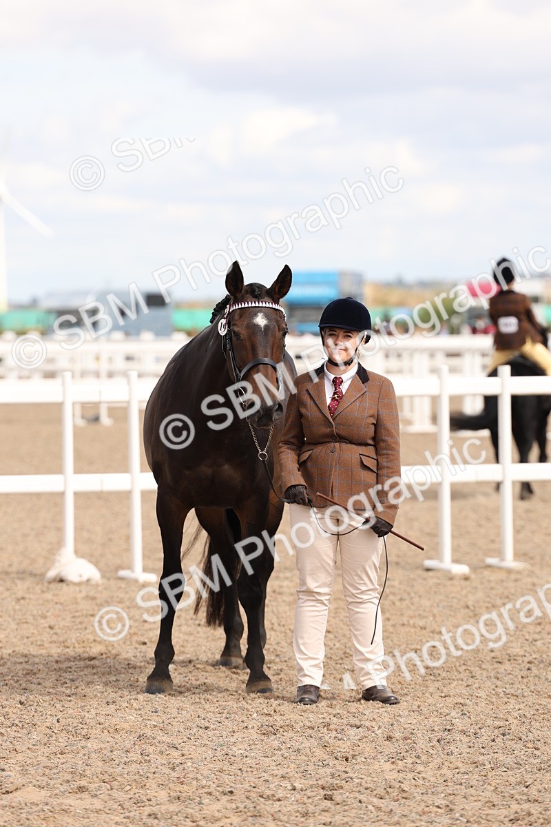 SBM_15373 - Class 210- IH Show Horse