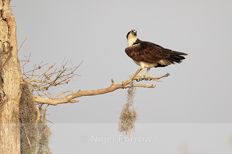 Osprey looks out from perch, Blue Cypress Lake, Florida - Osprey