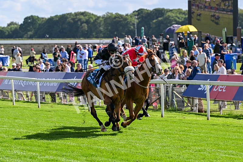 120626-Race 6-Rotokura Belle-8250 - Race 6 16.45pm Dawson Williamson Architects Handicap