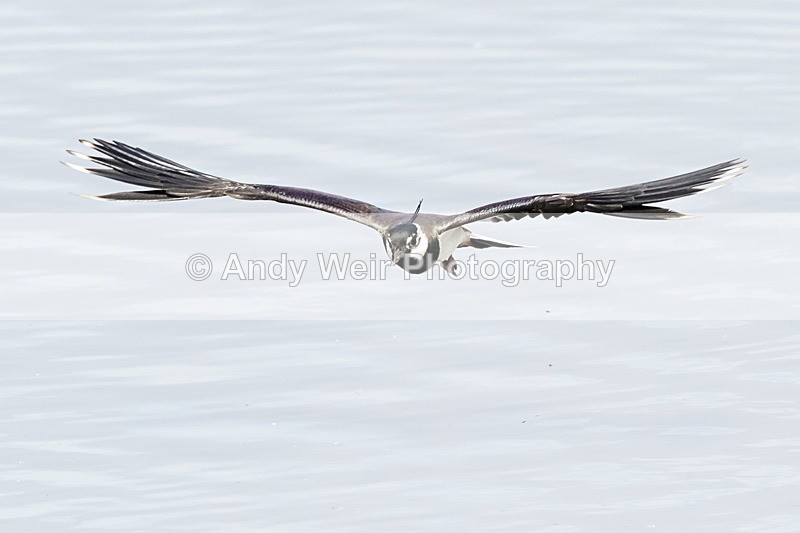 20180531-Woolston-8E0A6804 - Lapwing