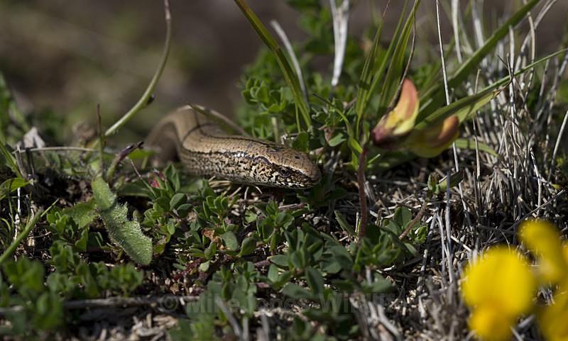 Slow worm limbless reptile, Isle of Mull, Scotland - ISLE OF MULL WILDLIFE, Wildlife images from the Inner Hebrides