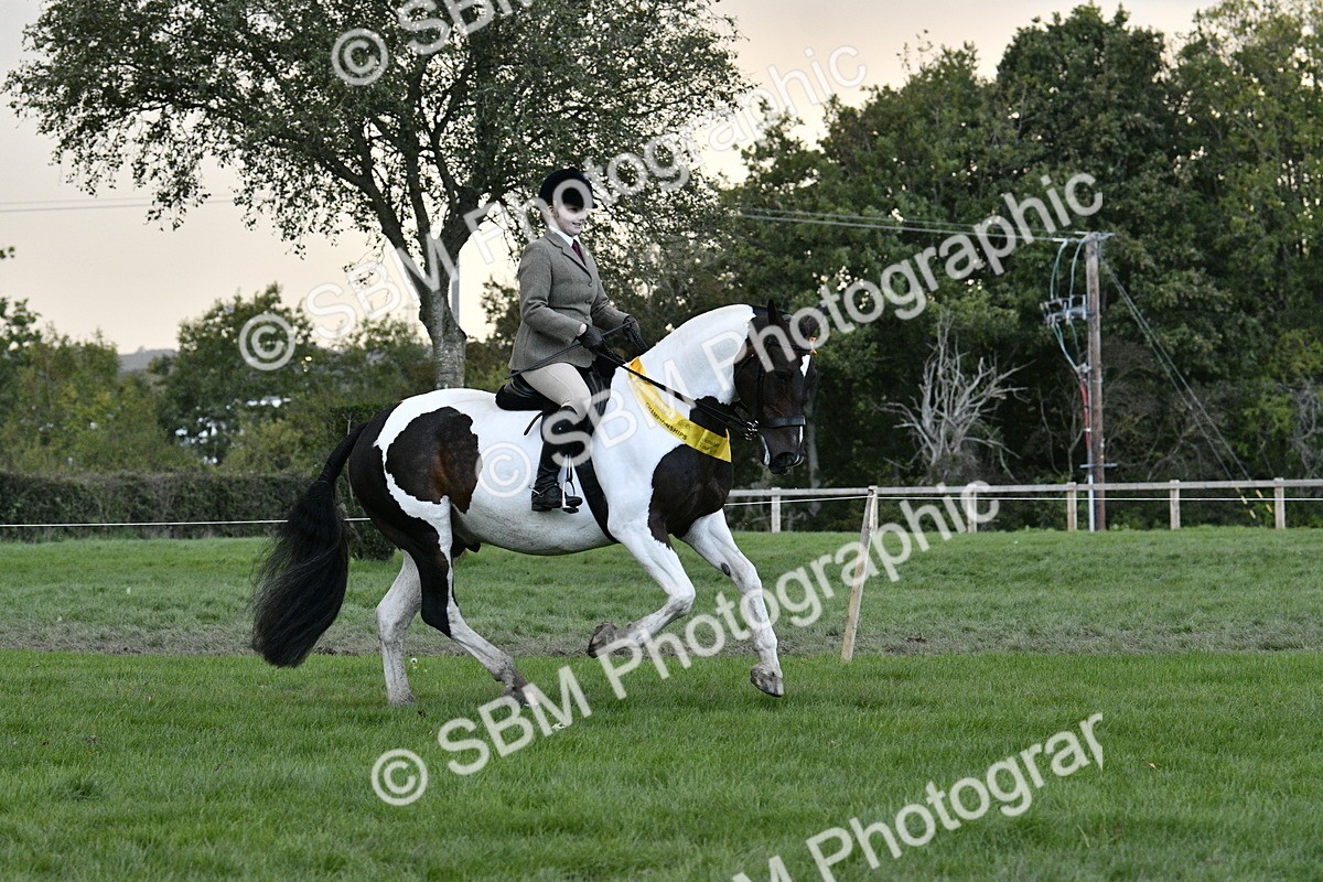 SBM_53298 - S14 - Riding Club Horse