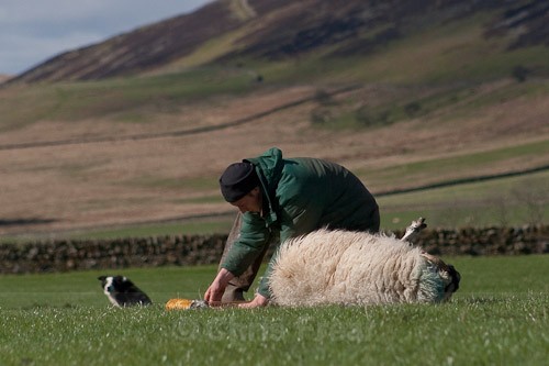 4 - The Lambing