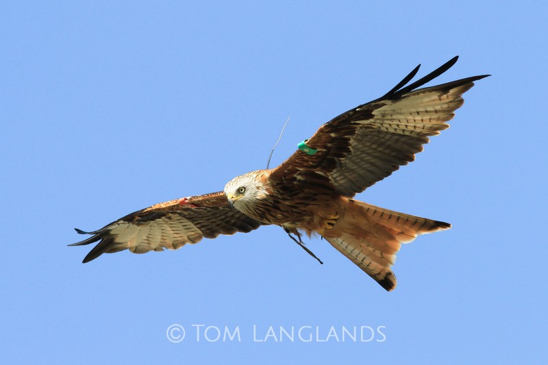 Red Kite - Birds of Prey