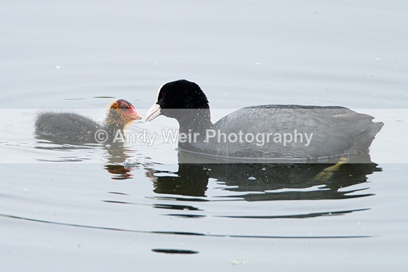 20120520-_MG_0051 - Rails & Coots
