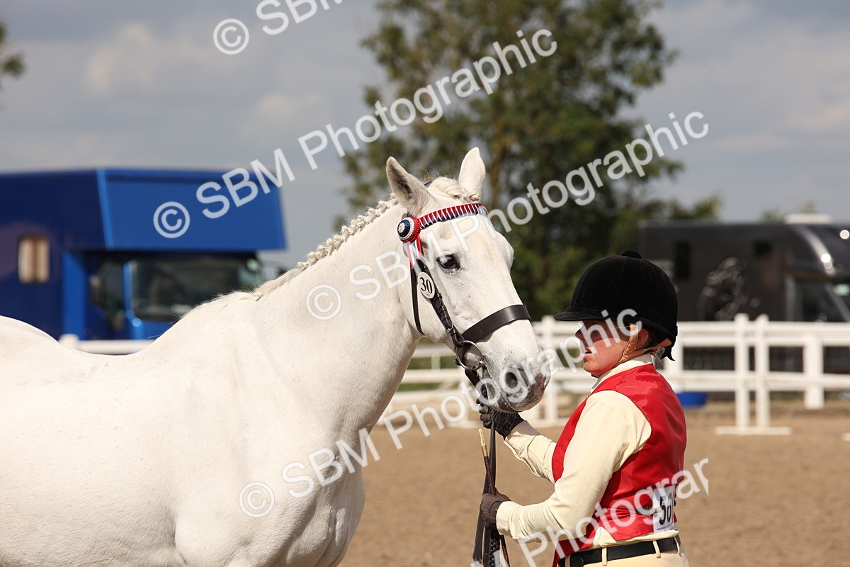 SBM_03431 - Class 18 Handsomest Gelding (IH or Ridden)