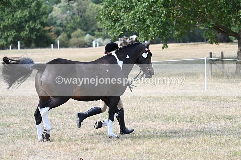 WJ7_8270 - In-hand Championship