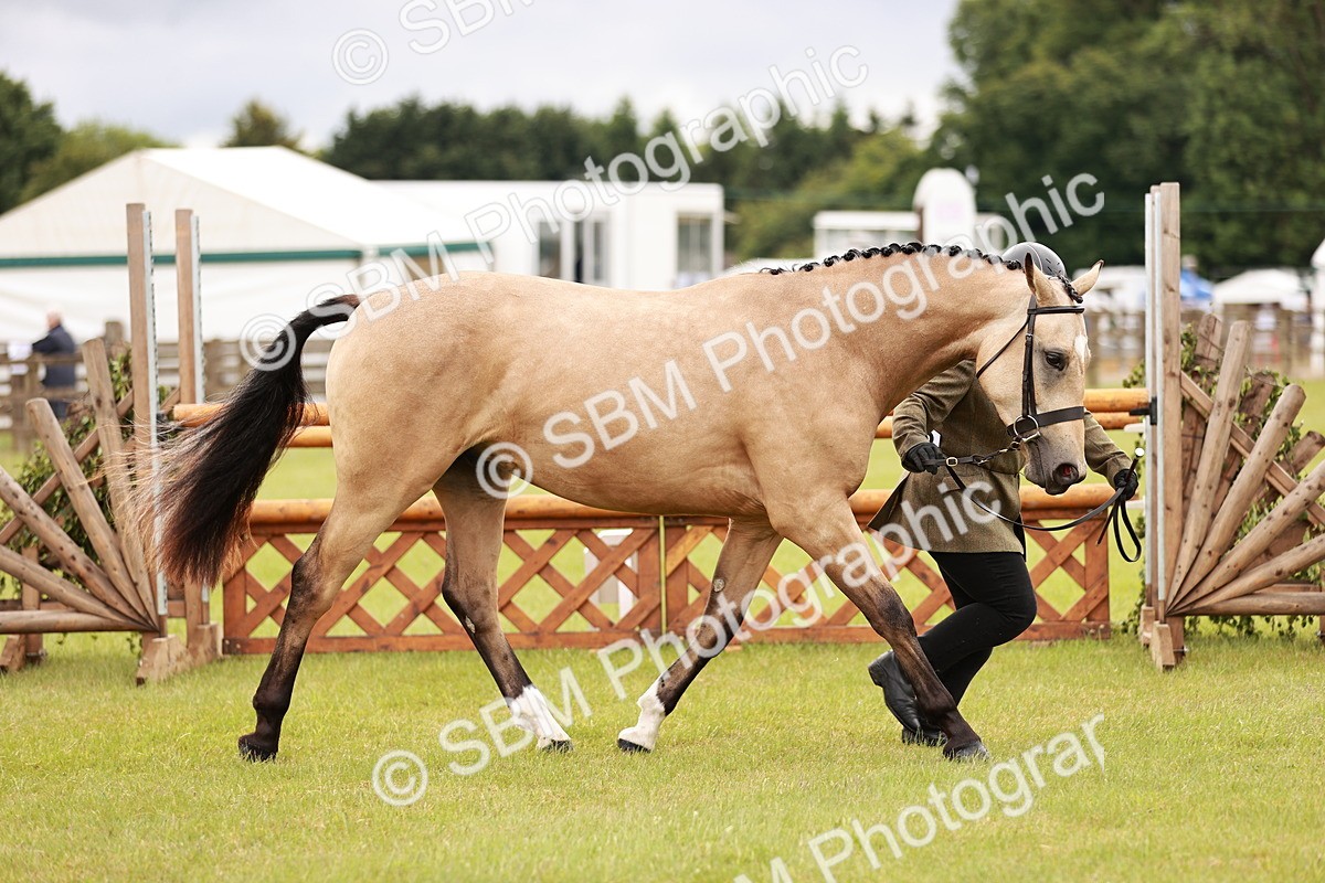 SBM_00822 - Class 26-30 Sport Horse In Hand