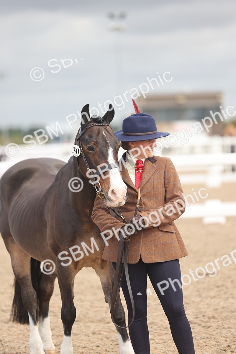 SBM_04474 - Class 18 - Handsomest Gelding (IH or Ridden)
