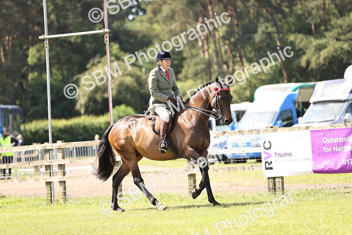 SBM_12986 - Class 75-76 LIHS BSHA Rising Star Hack Riding Horse