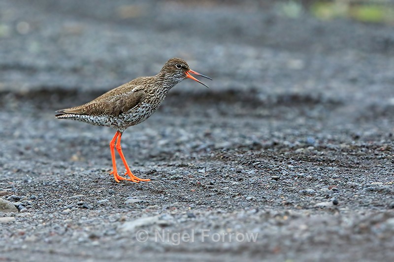 Redshank calling, near Hotel Raudaskrida, Iceland - Redshank