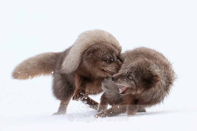 Arctic Fox biting another, Hornstrandir, Iceland - Arctic Fox
