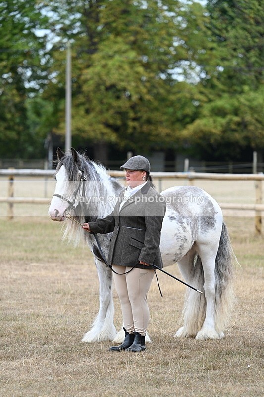 WJ7_9508 - Class 5 Most Handsome Gelding (up to 14.2hh)