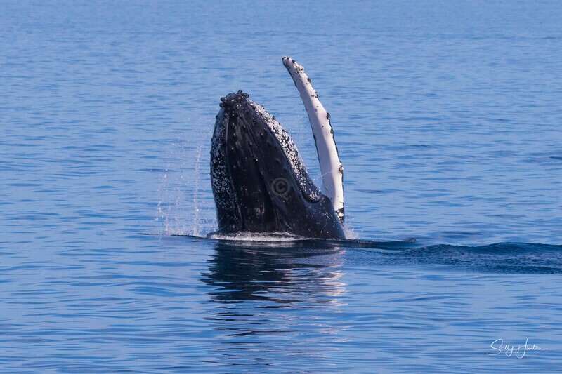 0A3A8436 - 2024 Hervey Bay Whales