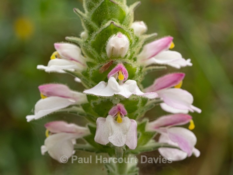 Bellardia (Bellardia trixago)  exists in two colour forms...that illustrat - Wild Flowers
