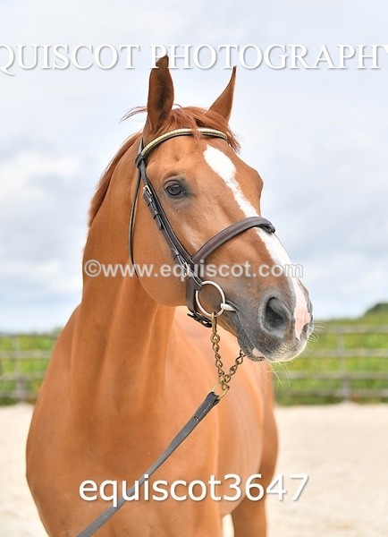 equiscot3647 - STALLION SELECTION