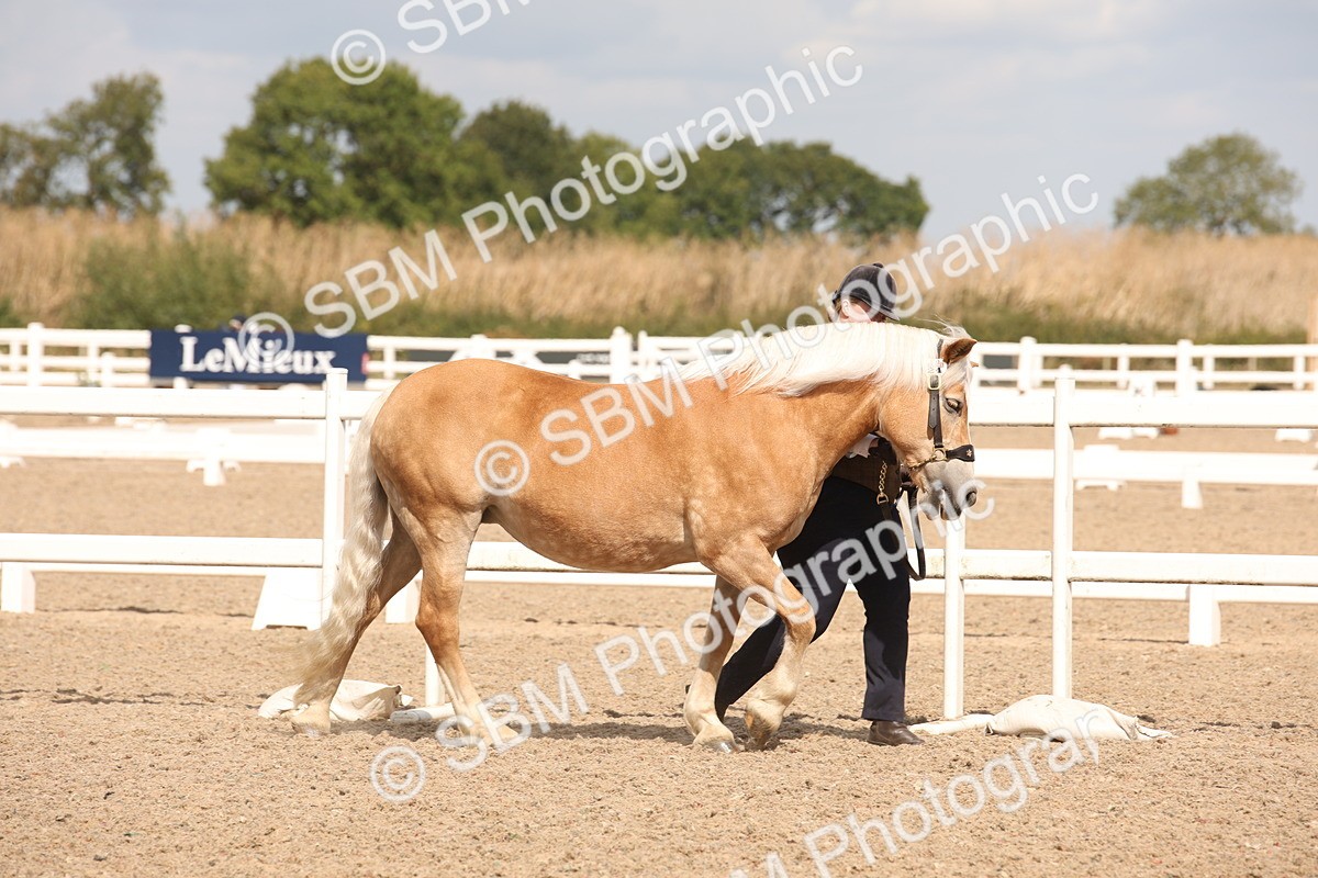 SBM_04526 - Class 20 IH Veteran