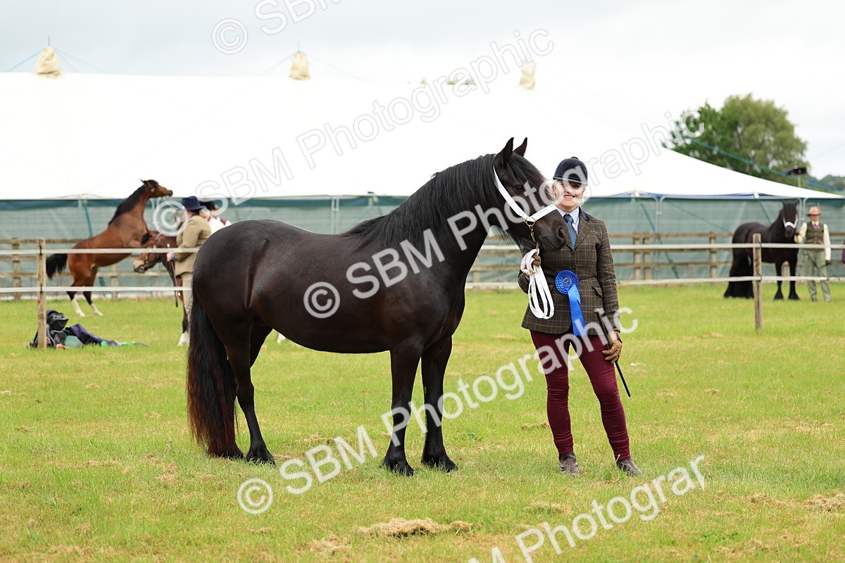 SBM_00444 - Class 58-67 - M&M Non Welsh Pony In hand