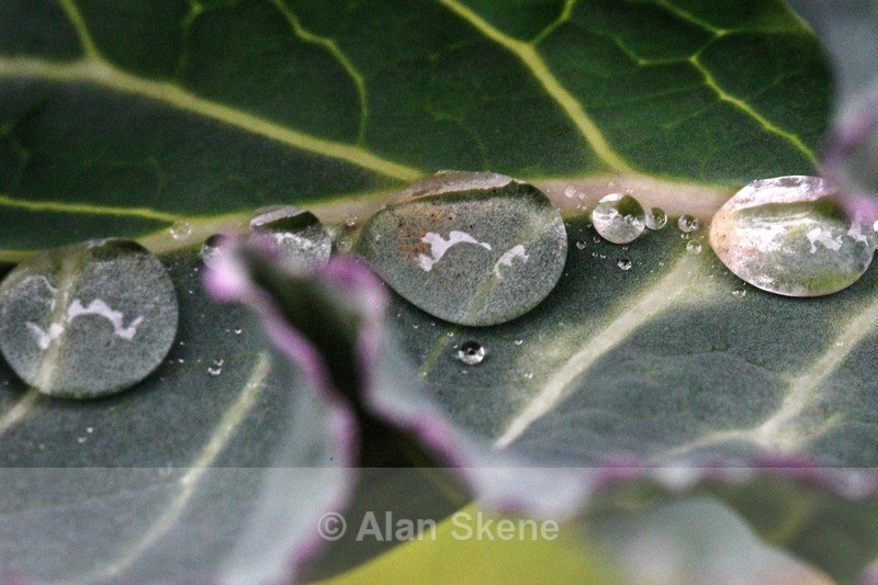 DSC00708 - Droplets