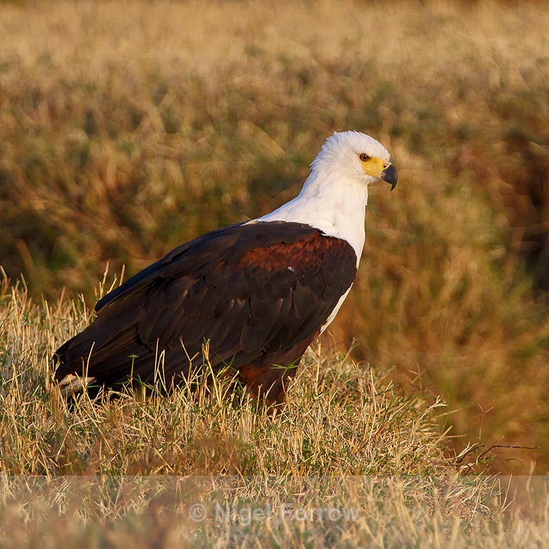 African Fish Eagle - African Fish Eagle