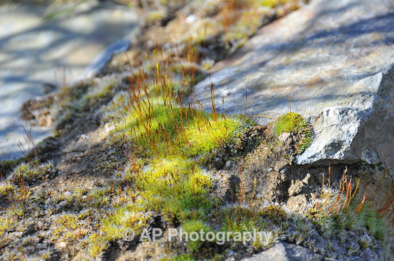 ACP_1140 - Plants
