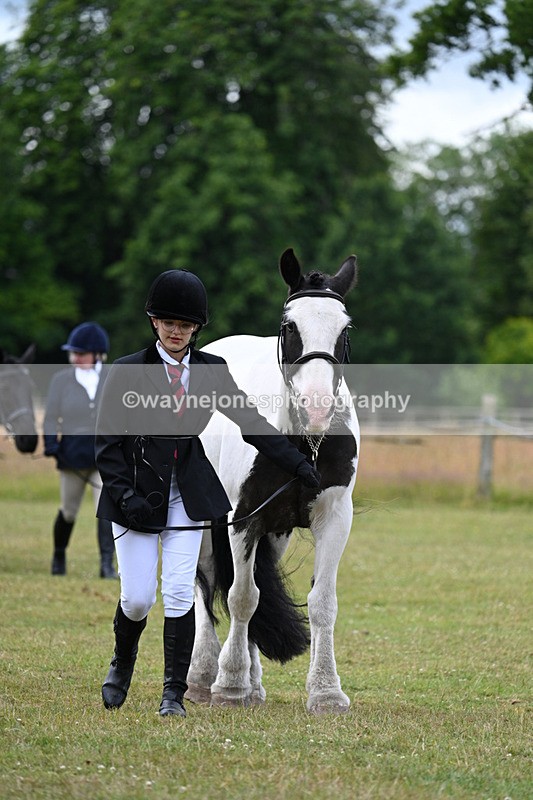 WJ7_7000 - Class 5a Most Handsome Gelding in Hand