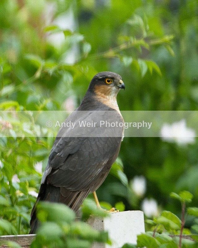 20110529-IMG_5494 - Sparrowhawk