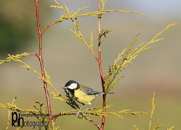 Coal-Tit-4-1515 - Natural World Birds
