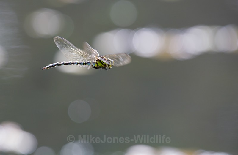 Southern Hawker Dragonfly, Cheshire - DRAGONFLY & DAMSELFLY GALLERY