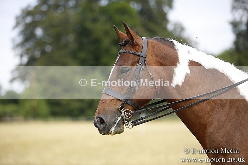 _C7A9456 - BVRC Show 2018 Ring 1