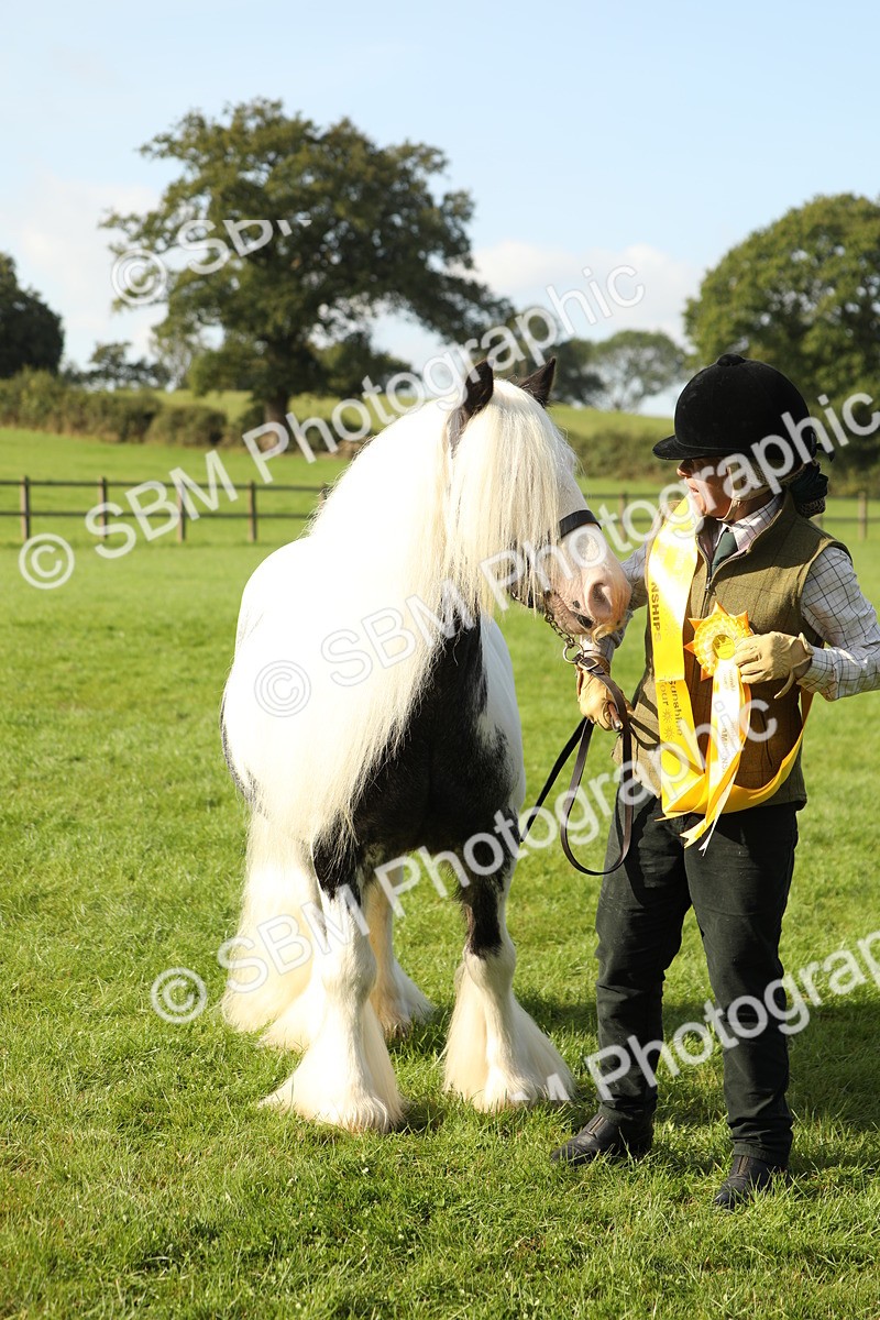 SBM_60990 - S43 - Coloured Pony In Hand