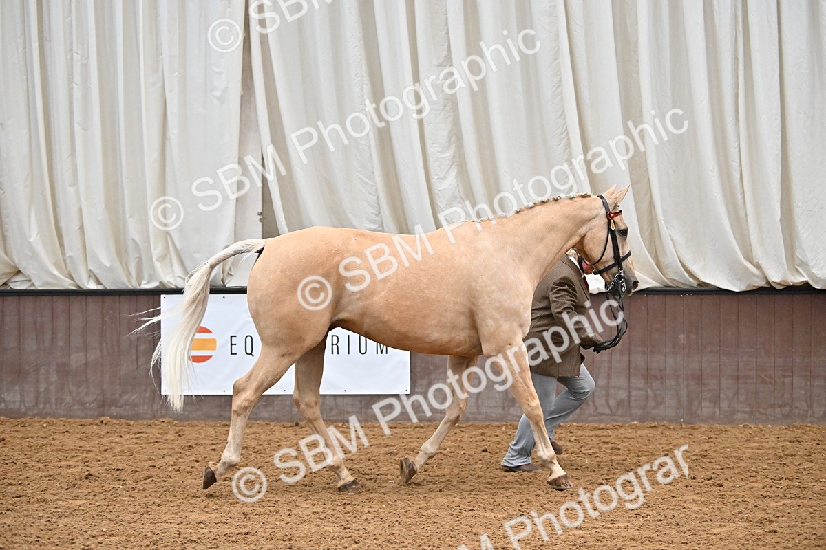 EB7_8405 - Class 3 - In Hand Foreign Breeds & Warmbloods